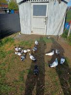 Te kop duiven kosovo dunek, Animaux & Accessoires, Oiseaux | Pigeons