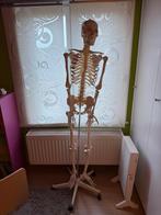 Medisch skelet, Diversen, Ophalen, Zo goed als nieuw