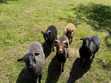 2 Ouessant rammetjes te koop, Mâle, Mouton, 0 à 2 ans