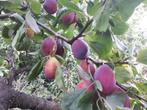 Pruimenboompjes 'Benoît', Tuin en Terras, Planten | Fruitbomen, Ophalen, Minder dan 100 cm, Pruimenboom