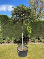 Laurier laurus nobilis, In pot, Halfschaduw, Zomer, 250 tot 400 cm