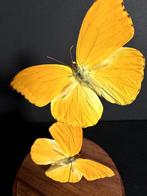 Envol de Papillons Exotiques Phoebis Argante du Pérou Globe, Insecte, Animal empaillé, Enlèvement ou Envoi, Neuf