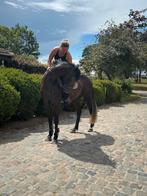 Leuke 4-jarige springruin, Dieren en Toebehoren, Paarden, Gechipt, Springpaard, Ruin, Zadelmak