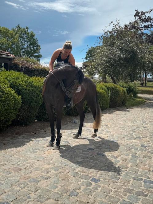 Leuke 4-jarige springruin, Dieren en Toebehoren, Paarden, Ruin, Zadelmak, 160 tot 165 cm, 3 tot 6 jaar, Springpaard, Gechipt, Ontwormd