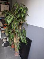 Kunstplant bamboe, Huis en Inrichting, Woonaccessoires | Kunstplanten en Kunstbloemen, Ophalen