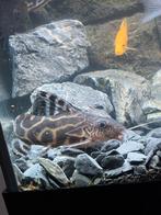 2x synodontus shoutedeni, Poisson, Poisson d'eau douce