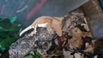 Wimpergekko crested gecko man, Dieren en Toebehoren