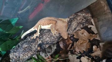 Wimpergekko crested gecko phanton LW RTB  beschikbaar voor biedingen