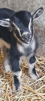 "Uniek geitje", Dieren en Toebehoren, Schapen, Geiten en Varkens, Geit, 0 tot 2 jaar