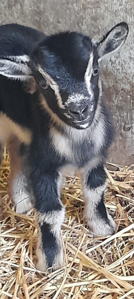 "Uniek geitje", Dieren en Toebehoren, Schapen, Geiten en Varkens, Geit, 0 tot 2 jaar
