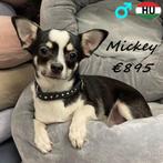 Mickey, Chihuahua reutje - te koop, Dieren en Toebehoren, Honden | Chihuahua's en Gezelschapshonden, 15 weken tot 1 jaar, Buitenland