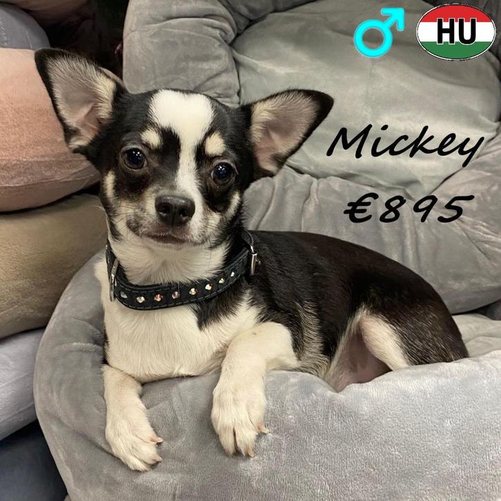 Mickey, Chihuahua reutje - te koop, Dieren en Toebehoren, Honden | Chihuahua's en Gezelschapshonden, Reu, Chihuahua, Handelaar