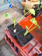 Bol courgette groen, Tuin en Terras, Planten | Tuinplanten, Ophalen