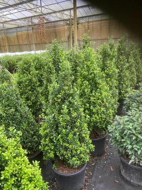 Ilex crenata Kegels, Tuin en Terras, Planten | Struiken en Hagen, Struik, Taxus, Ophalen of Verzenden