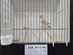 Te koop, Dieren en Toebehoren, Vogels | Kanaries, Meerdere dieren, Kleurkanarie