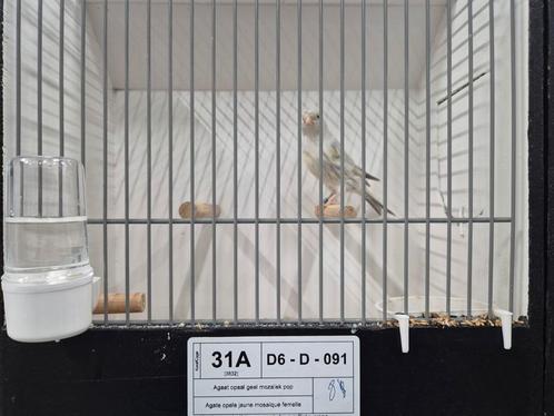 Te koop, Dieren en Toebehoren, Vogels | Kanaries, Kleurkanarie, Meerdere dieren