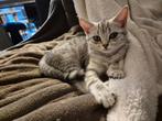 Britse korthaar kitten, Dieren en Toebehoren, Poes, Gechipt, 0 tot 2 jaar