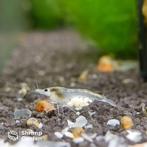 Snowball Neocaridina garnalen, Kreeft, Krab of Garnaal, Zoetwatervis, Schoolvis