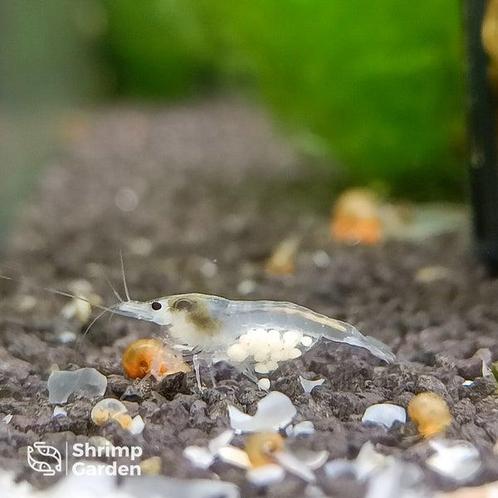 Snowball Neocaridina garnalen, Dieren en Toebehoren, Vissen | Aquariumvissen, Zoetwatervis, Kreeft, Krab of Garnaal, Schoolvis