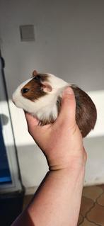 Jeune Cobaye male, Dieren en Toebehoren, Cavia