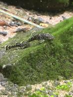 Borstelneus pleco, Dieren en Toebehoren, Pluimvee