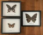 3 lijsten met tropische vlinders, Verzamelen, Ophalen of Verzenden, Zo goed als nieuw