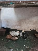 chabo kuikentjes, Dieren en Toebehoren, Pluimvee