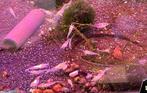 Bijzondere Neocaridina white pearl garnalen, Dieren en Toebehoren, Vissen | Aquariumvissen