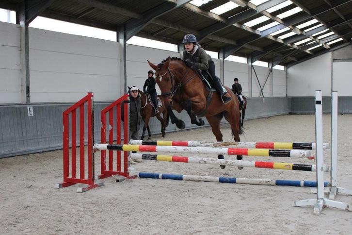 Knappe 11-jarige springmerrie, Dieren en Toebehoren, Paarden, Merrie, L, 160 tot 165 cm, 11 jaar of ouder, Springpaard, Met stamboom