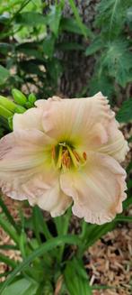 hemerocalle, Volle zon, Vaste plant, Zomer, Ophalen