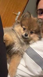 Pomeriaan, Dieren en Toebehoren, België, Parvo, Particulier, Keeshond