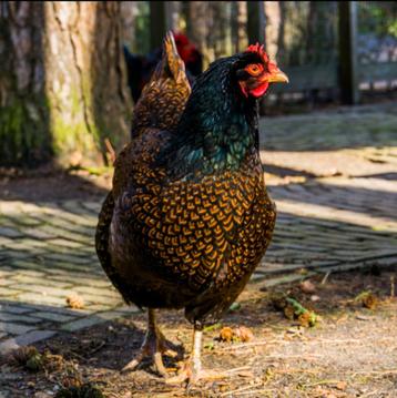 Barnevelder kuikens, Dieren en Toebehoren, Pluimvee, Geslacht onbekend