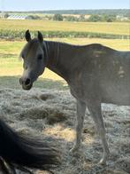 Zoek weide, Weidegang, 2 of 3 paarden of pony's