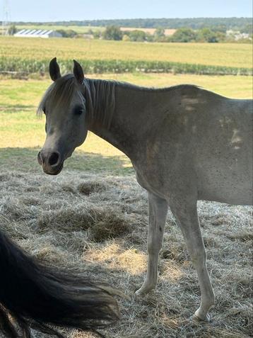 Recherche prairie, Animaux & Accessoires, Box & Pâturages, Pâturage, 2 ou 3 chevaux ou poneys