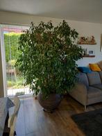 Ficus Benjaminae, Huis en Inrichting, Kamerplanten, Ophalen, Ficus, Halfschaduw, In pot