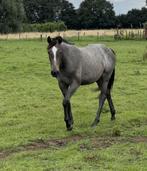 Zangersheide merrie 2j Schimmel – King Kashmir x Diamant, Dieren en Toebehoren, Merrie, Springpaard, Gechipt, 0 tot 2 jaar
