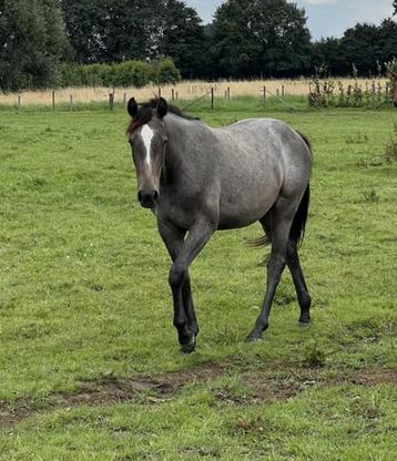Zangersheide merrie 2j Schimmel – King Kashmir x Diamant beschikbaar voor biedingen