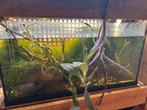 Aquarium 60x30x30cm incl pomp, verwarming, etc., Dieren en Toebehoren, Vissen | Aquaria en Toebehoren, Ophalen, Gebruikt