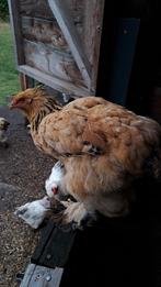 Buff-zwarte brahma hen, Vrouwelijk, Kip