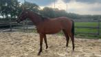 Jaarling Vitalos merrie, Dieren en Toebehoren, Paarden, Merrie, Dressuurpaard, Gechipt, 0 tot 2 jaar