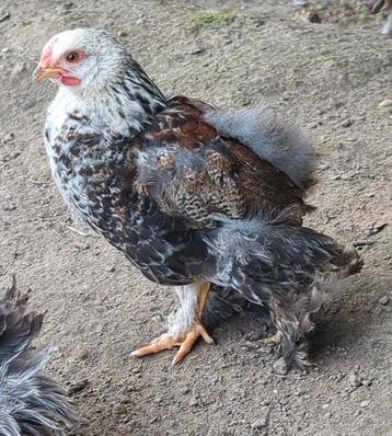Brahma jonge haan  beschikbaar voor biedingen