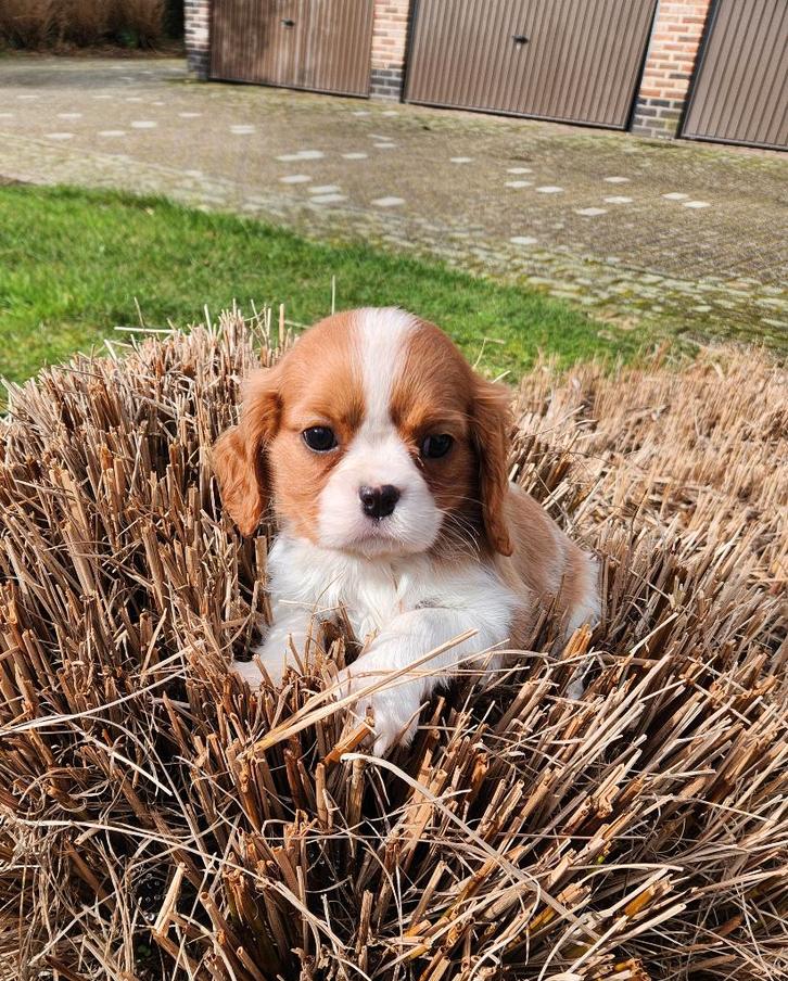Cavalier king charles spaniel, Dieren en Toebehoren, Honden | Retrievers, Spaniëls en Waterhonden, Meerdere dieren, Spaniël, Fokker | Professioneel