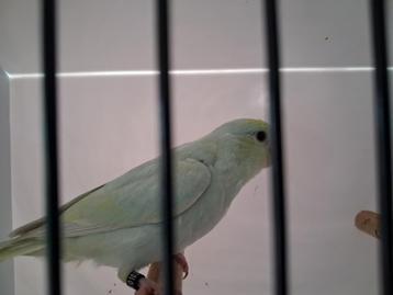 Forpussen  beschikbaar voor biedingen