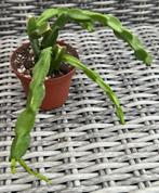 Rhipsalis Paradoxa, Maison & Meubles, Plantes d'intérieur, Cactus, Envoi, Moins de 100 cm