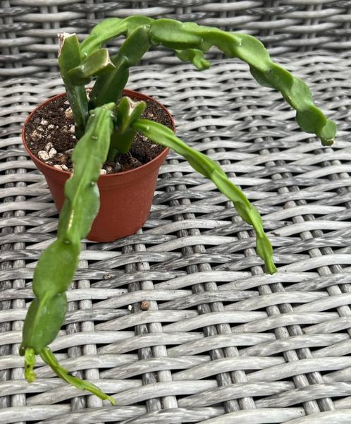 Rhipsalis Paradoxa, Maison & Meubles, Plantes d'intérieur, Cactus, Moins de 100 cm, Envoi