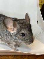 Lieve, handtamme Chinchillas, Maart, Chinchilla, Meerdere dieren, Tam