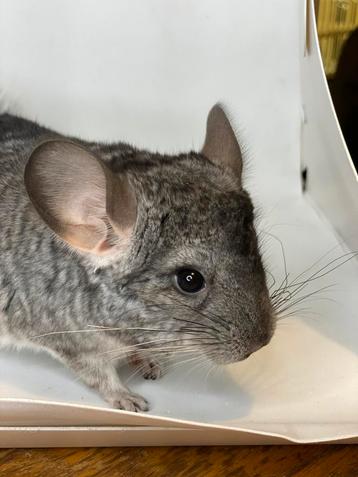 Lieve, handtamme Chinchillas beschikbaar voor biedingen