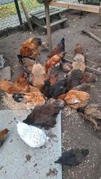 Jonge sierkippen en kuikens, Dieren en Toebehoren