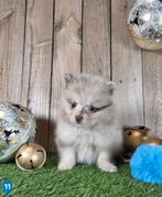 Chiot de Poméranie/Chiot pygmée/pompon / petit loulou, Loulou, Plusieurs, Parvovirose, Belgique