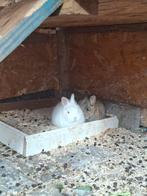 Lapin nain a vendre, Plusieurs animaux, Nain, 0 à 2 ans